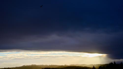 Picture of a bird flying.