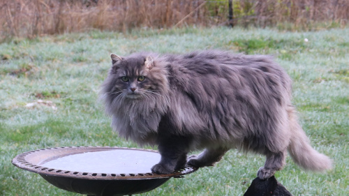 Picture of a fluffy cat.