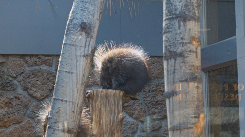 Picture of a sleeping porcupine.